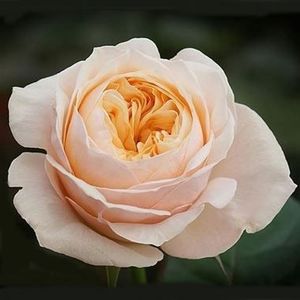 victorian-peach - TTANDAFIRI NOSTALGICI -de vanzare 2025