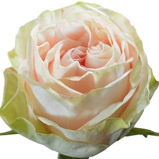 wedding-rose - TTANDAFIRI NOSTALGICI -de vanzare 2025