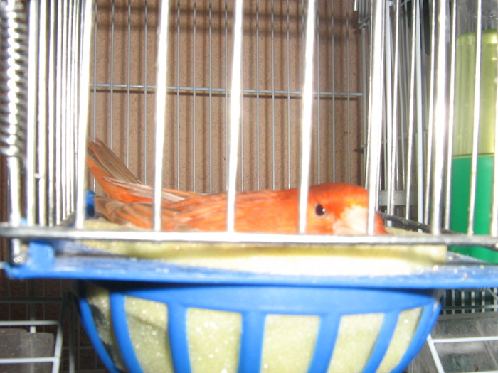 IMG_0307 - Canari mei 07-09