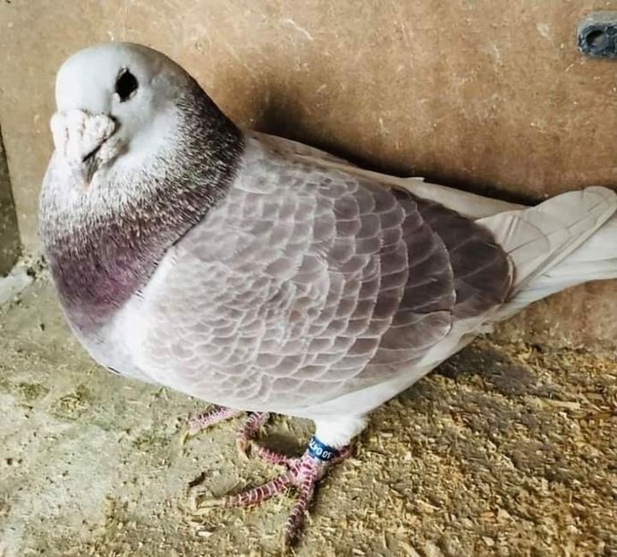  - Nu îmi aparțin 7