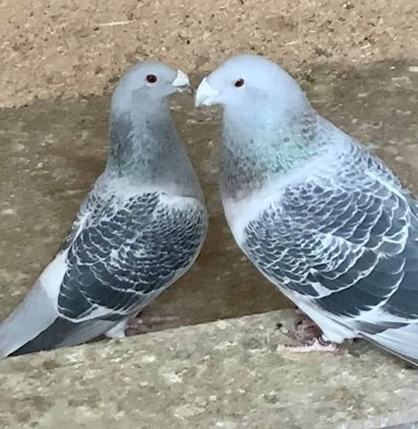  - Nu îmi aparțin 7