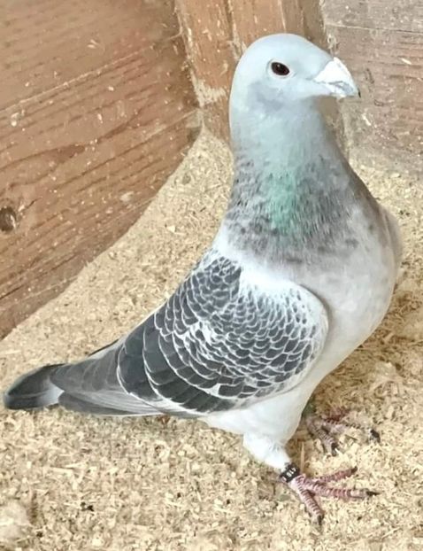  - Nu îmi aparțin 7