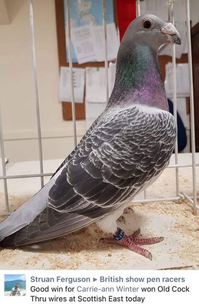  - Nu îmi aparțin 7