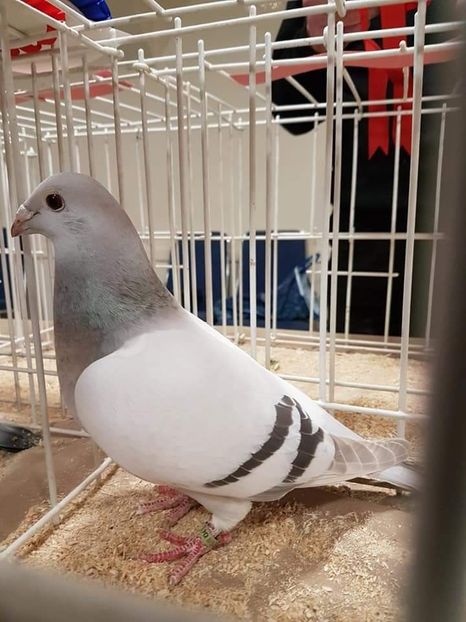  - Nu îmi aparțin 7