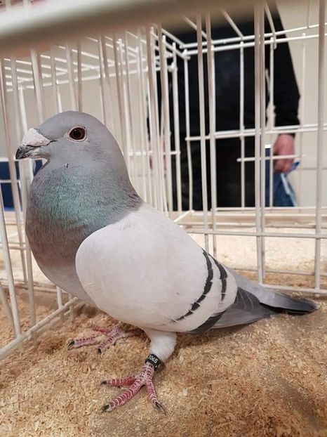  - Nu îmi aparțin 7