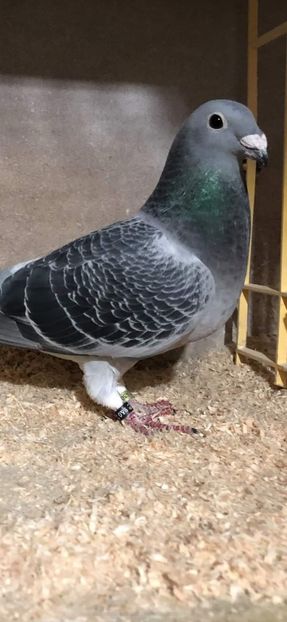  - Nu îmi aparțin 7