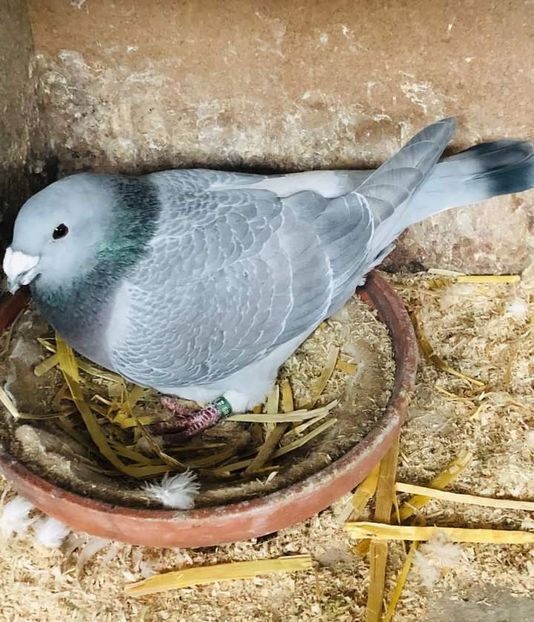  - Nu îmi aparțin 7