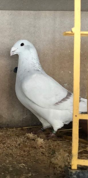  - Nu îmi aparțin 7