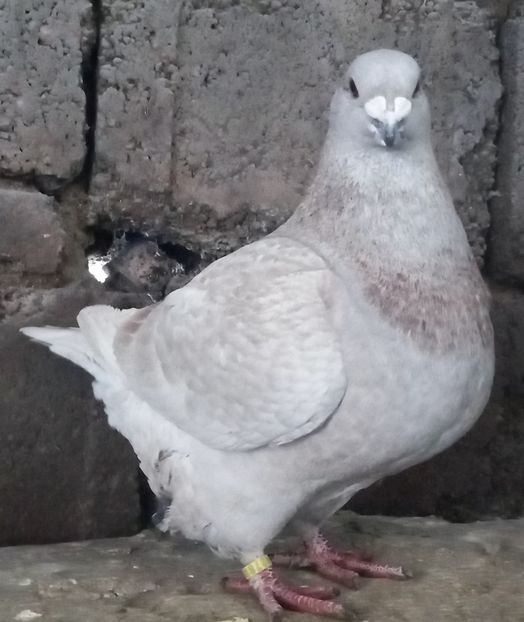 Mascul 2023 - De vânzare-Vendesi!