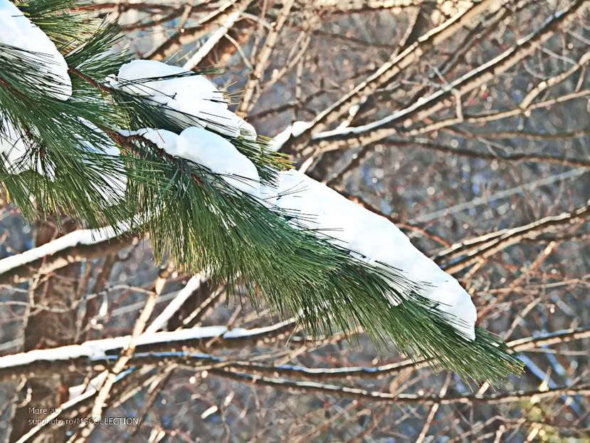 Winter 4 - CANADIAN WINTER - Iarna Canadiana