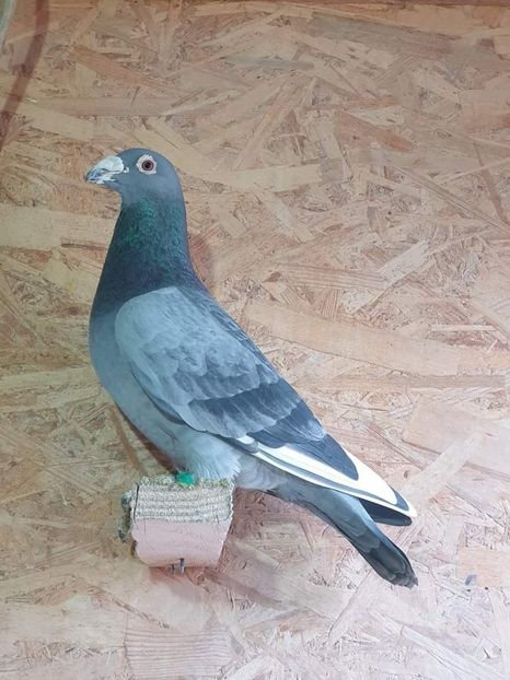  - Nu îmi aparțin 7