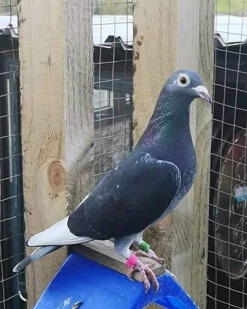  - Nu îmi aparțin 7