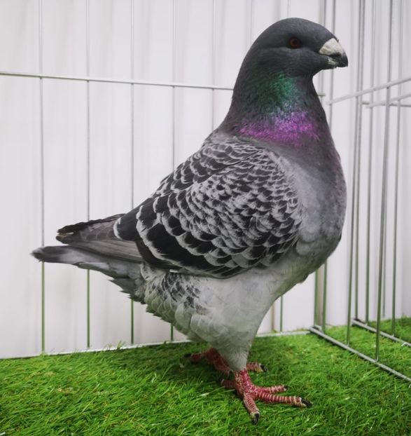 AHILE mascul 2023 - Perechi matca 2024