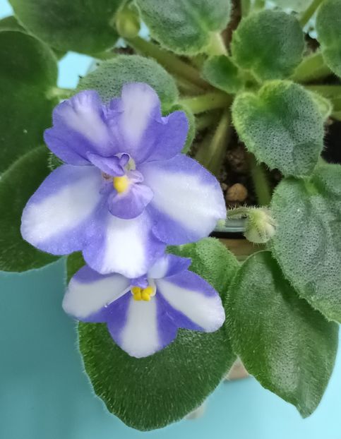  - Violete din semințe 9