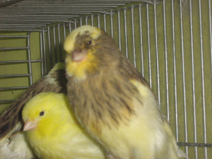 IMG_0635 - Canari mei 07-09