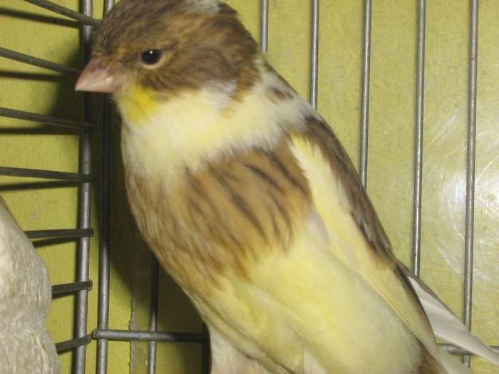 IMG_0647 - Canari mei 07-09