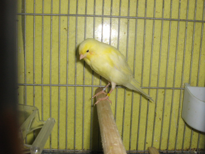 IMG_0656 - Canari mei 07-09