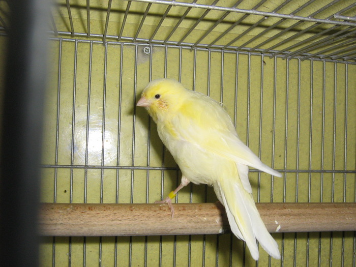 IMG_0660 - Canari mei 07-09