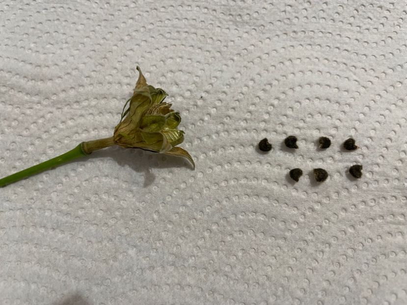 Autopolenizare - Luv -Posog- Memories