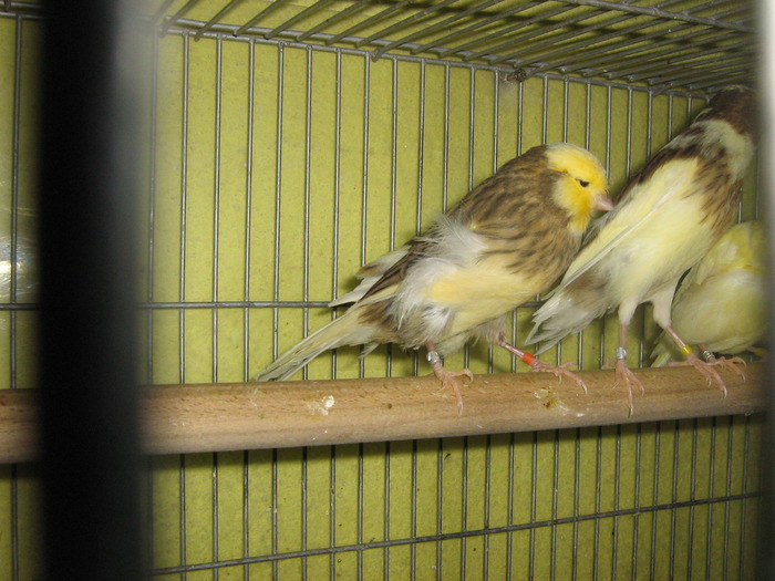 IMG_0664 - Canari mei 07-09
