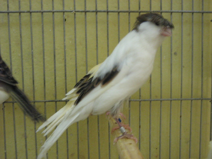 IMG_0686 - Canari mei 07-09