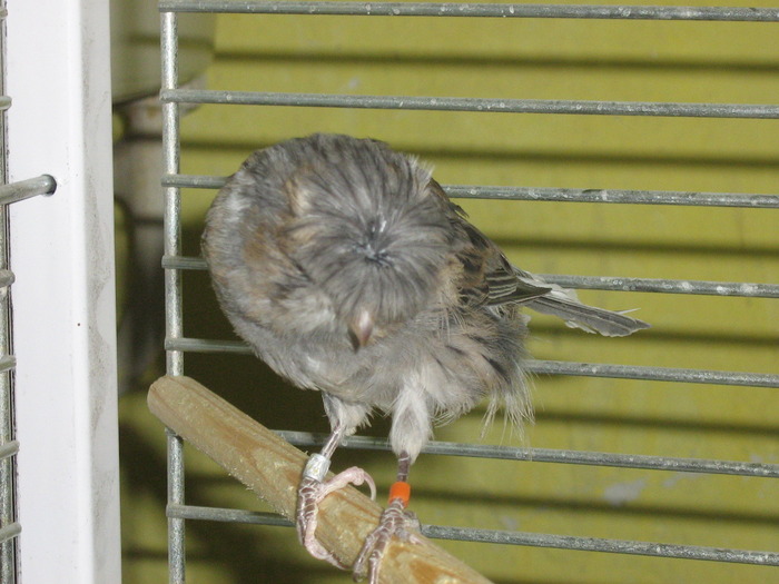 IMG_0689 - Canari mei 07-09