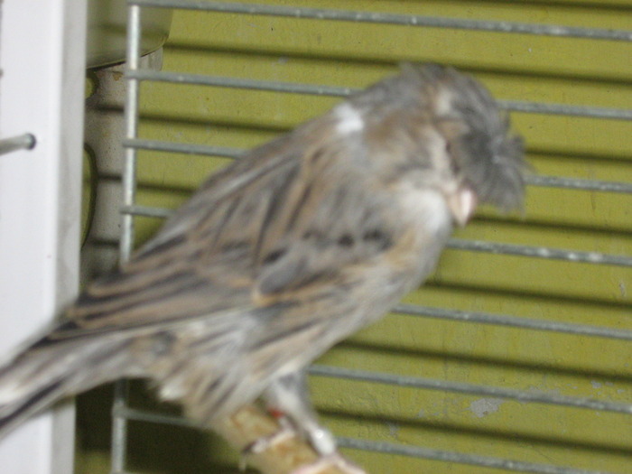 IMG_0690 - Canari mei 07-09