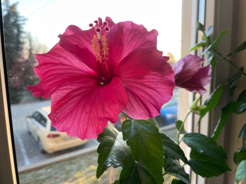  - 001 - Hibiscusi 2024 - 1