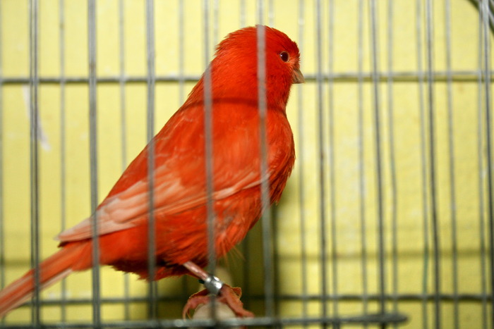 IMG_3372 - Canari mei 07-09