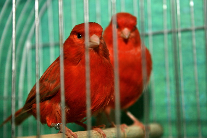 IMG_3445 - Canari mei 07-09