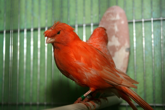 IMG_3457 - Canari mei 07-09