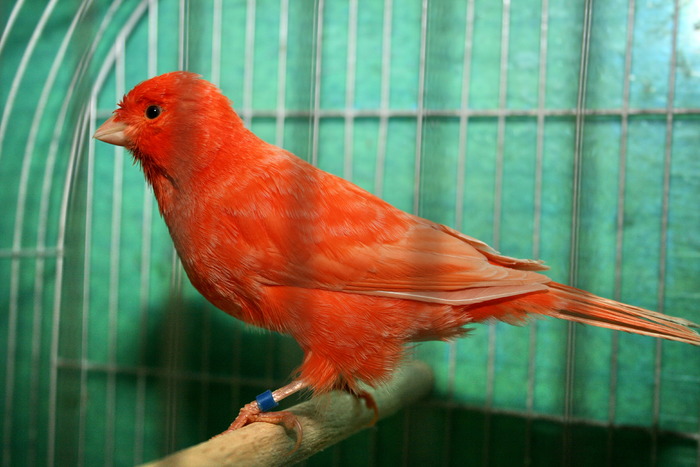 IMG_3467 - Canari mei 07-09