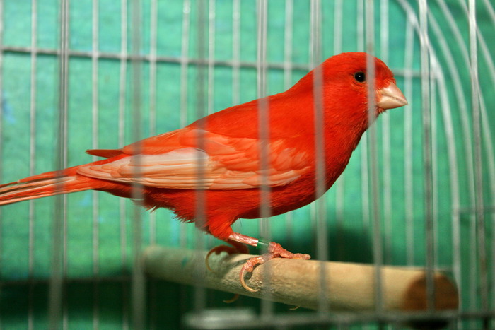 IMG_3474 - Canari mei 07-09