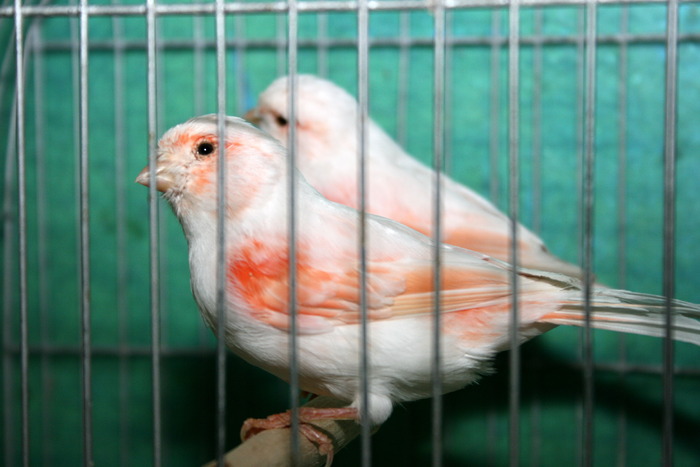 IMG_3480 - Canari mei 07-09