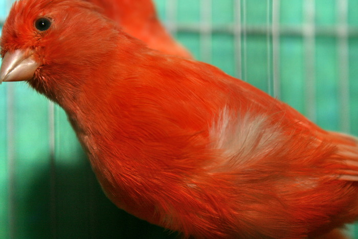 IMG_3540 - Canari mei 07-09