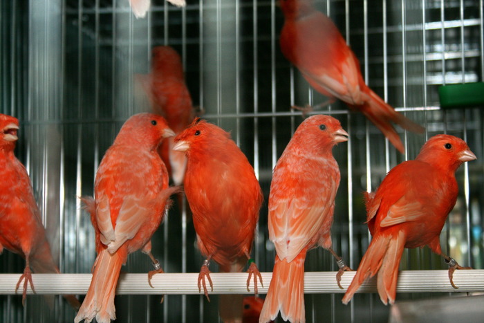 IMG_3604 - Canari mei 07-09