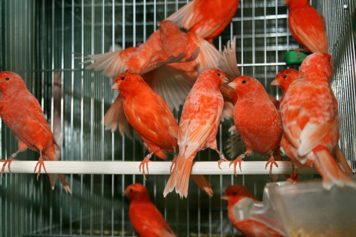 IMG_3610 - Canari mei 07-09