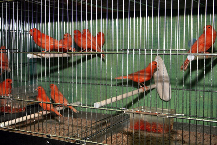 IMG_64801 - Canari mei 07-09