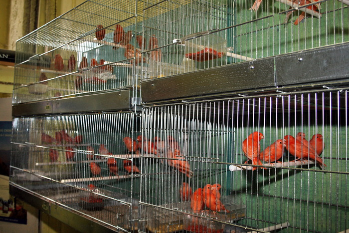 IMG_64861 - Canari mei 07-09