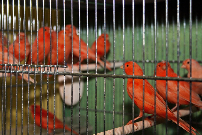 IMG_65021 - Canari mei 07-09