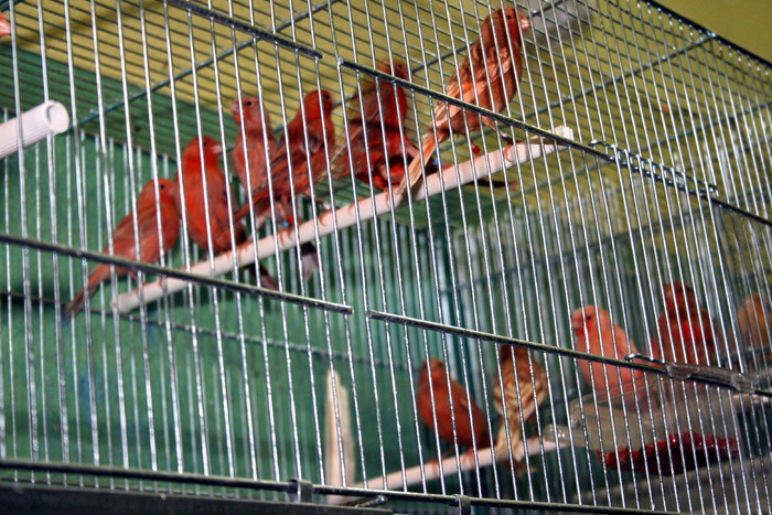 IMG_65081 - Canari mei 07-09