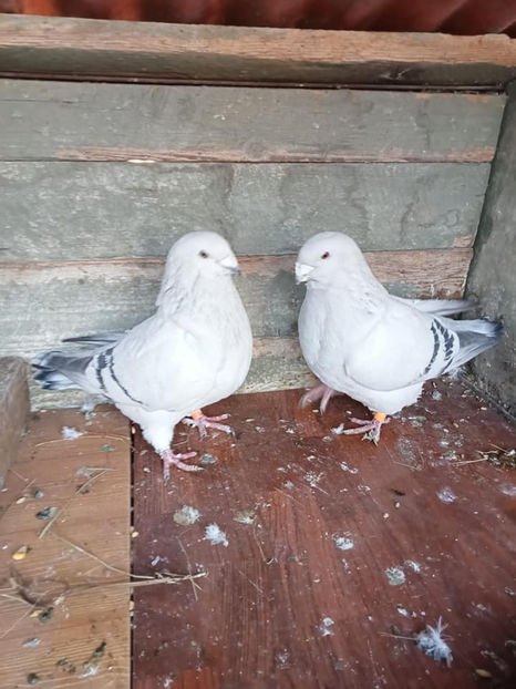  - Porumbei vanduti 2