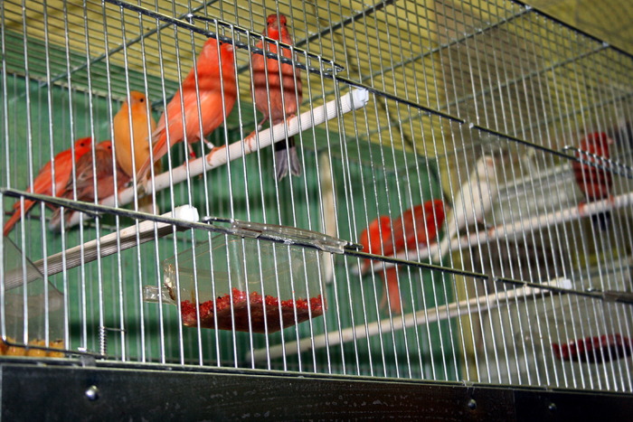 IMG_65111 - Canari mei 07-09