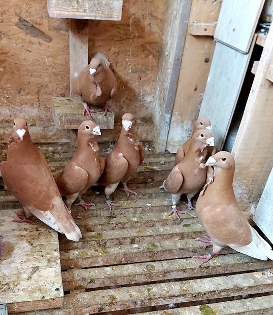  - Voiajorul cravatat romanesc