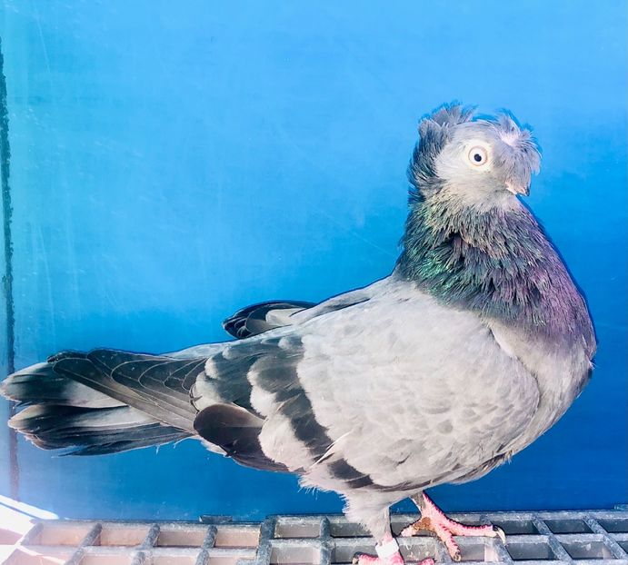 12501  Femelă  2021 - Jucători Bimoțați de Ardeal