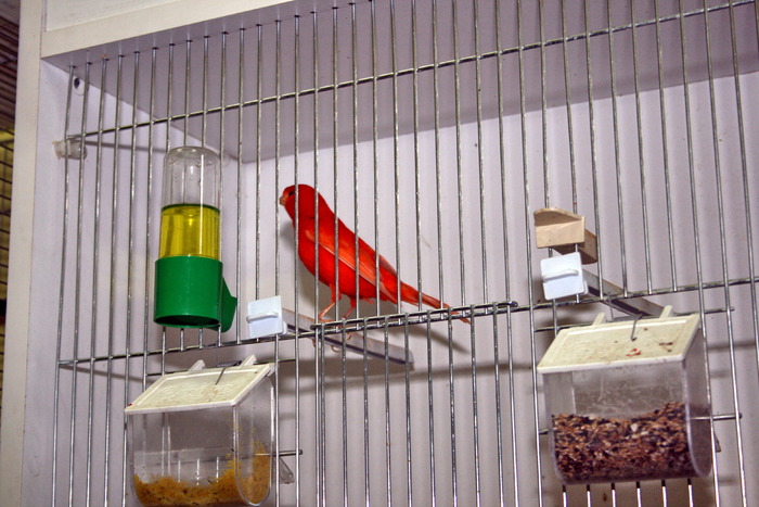 IMG_65221 - Canari mei 07-09