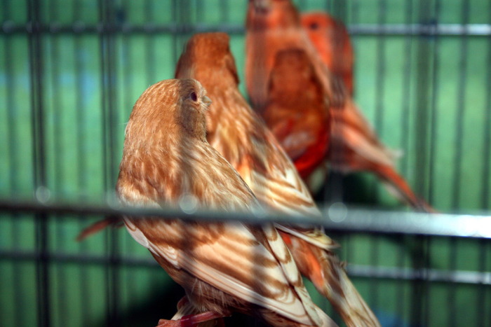 IMG_65461 - Canari mei 07-09