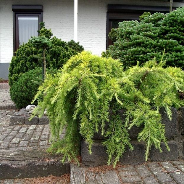 9688_Cedrus deod."Golden Horizon"100 - Aduc Spirea prunifolia plena cu comanda si alte plante