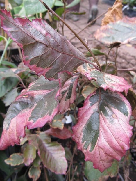 Fagus sylv. "Tricolor" ( "Roseomarginata" 100 - Aduc Spirea prunifolia plena cu comanda si alte plante