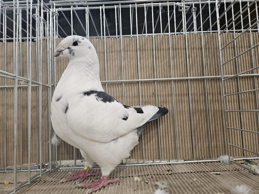  - EXPOZIȚIE HU DABAS 2024